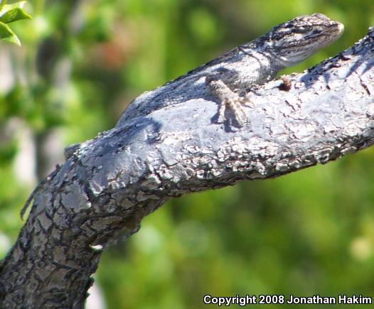 Western Long-tailed Brush Lizard (Urosaurus graciosus graciosus)