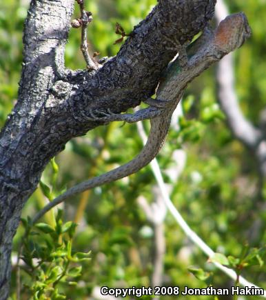 Western Long-tailed Brush Lizard (Urosaurus graciosus graciosus)