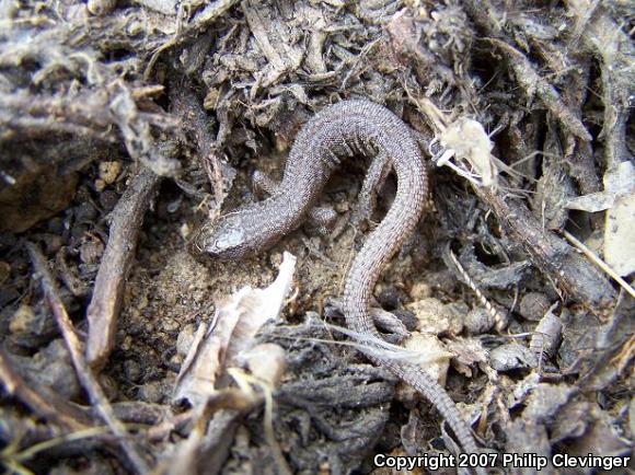 Desert Night Lizard (Xantusia vigilis vigilis)