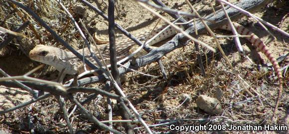 Northern Desert Iguana (Dipsosaurus dorsalis dorsalis)