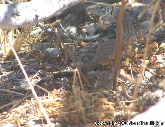 Great Basin Whiptail (Aspidoscelis tigris tigris)