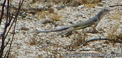 Western Zebra-tailed Lizard (Callisaurus draconoides rhodostictus)