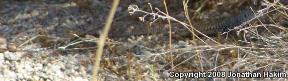 Great Basin Whiptail (Aspidoscelis tigris tigris)