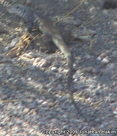 Great Basin Whiptail (Aspidoscelis tigris tigris)