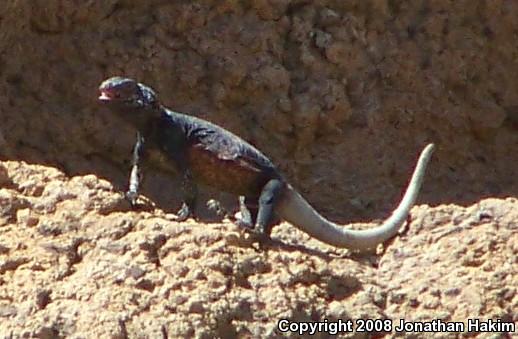 Western Chuckwalla (Sauromalus ater obesus)