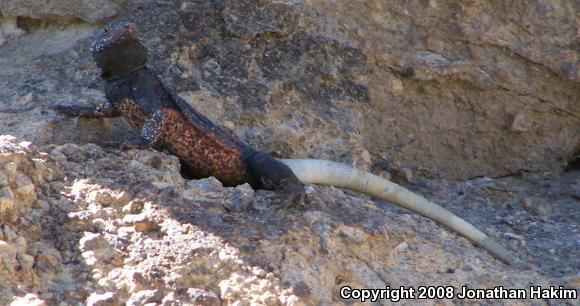 Western Chuckwalla (Sauromalus ater obesus)