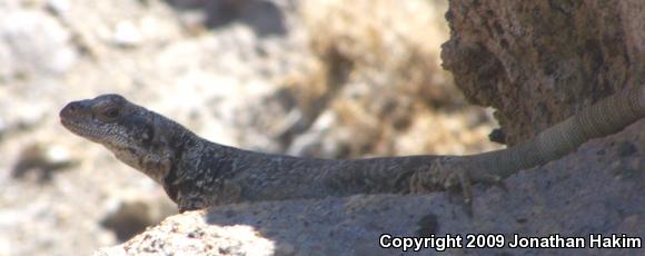 Western Chuckwalla (Sauromalus ater obesus)