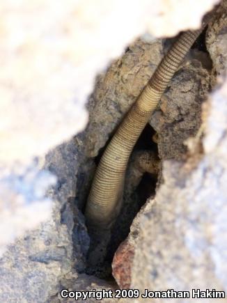 Western Chuckwalla (Sauromalus ater obesus)