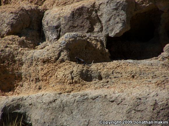 Western Chuckwalla (Sauromalus ater obesus)