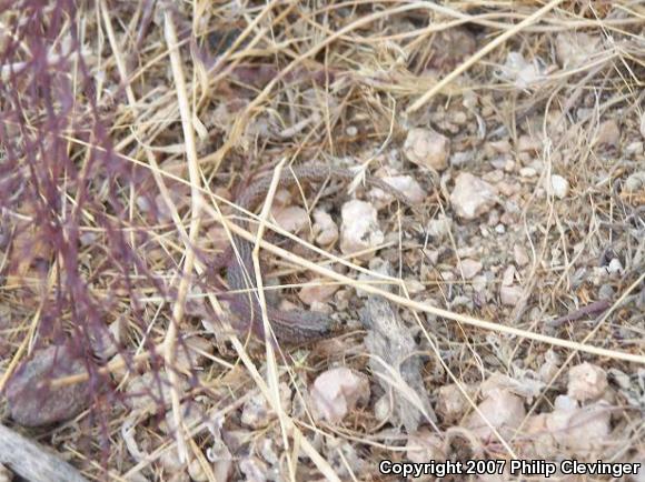 Desert Night Lizard (Xantusia vigilis vigilis)