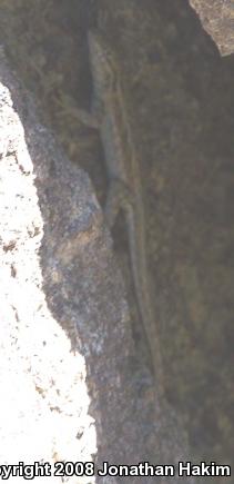 Northern Side-blotched Lizard (Uta stansburiana stansburiana)