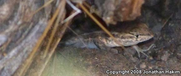 Northern Side-blotched Lizard (Uta stansburiana stansburiana)