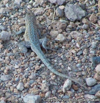 Northern Side-blotched Lizard (Uta stansburiana stansburiana)