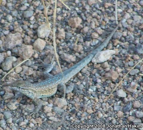 Northern Side-blotched Lizard (Uta stansburiana stansburiana)