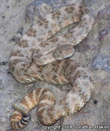 Southwestern Speckled Rattlesnake (Crotalus mitchellii pyrrhus)