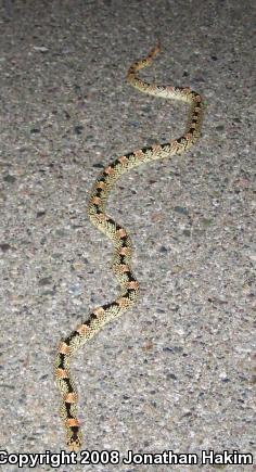 Western Long-nosed Snake (Rhinocheilus lecontei)