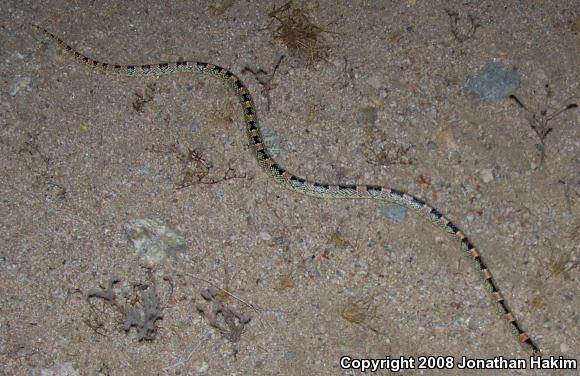 Western Long-nosed Snake (Rhinocheilus lecontei)