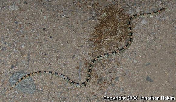 Western Long-nosed Snake (Rhinocheilus lecontei)