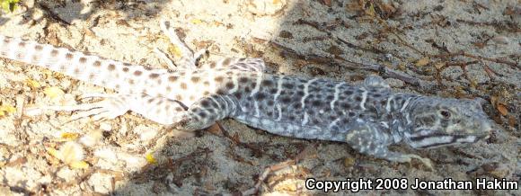 Long-nosed Leopard Lizard (Gambelia wislizenii wislizenii)