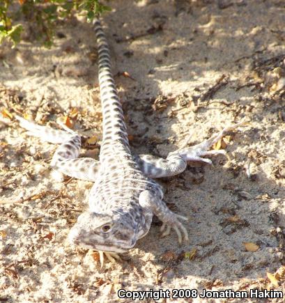 Long-nosed Leopard Lizard (Gambelia wislizenii wislizenii)