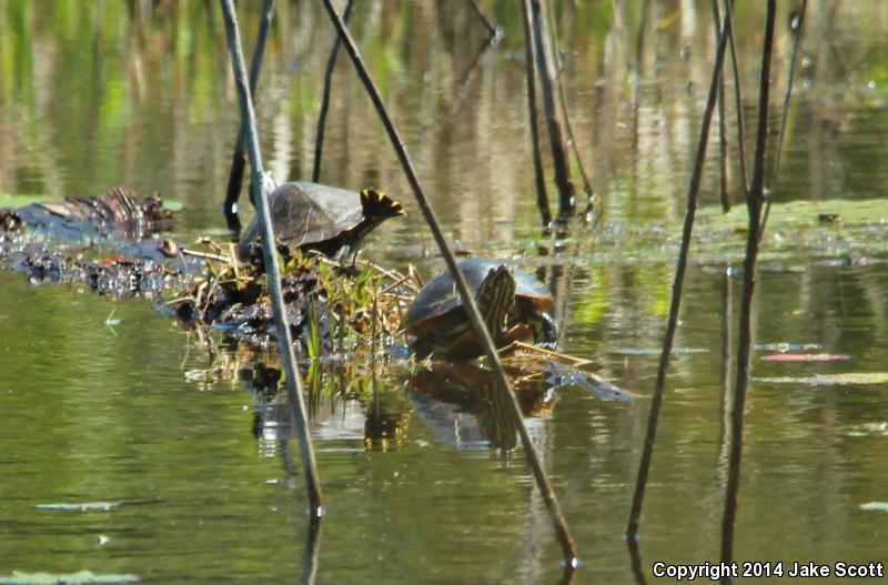 Florida Chicken Turtle (Deirochelys reticularia chrysea)