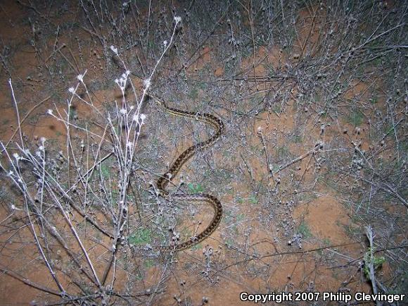 San Diego Gopher Snake (Pituophis catenifer annectens)