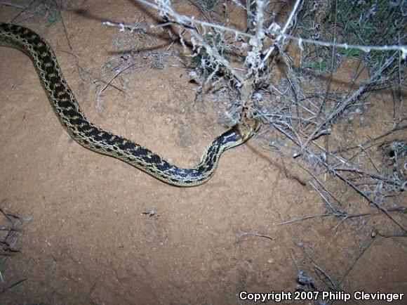 San Diego Gopher Snake (Pituophis catenifer annectens)