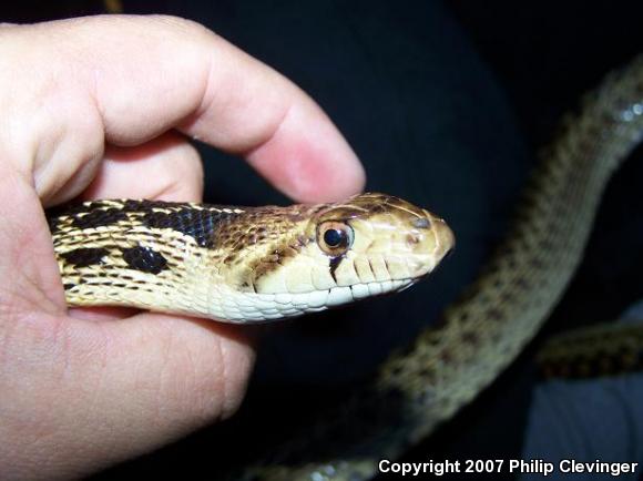 San Diego Gopher Snake (Pituophis catenifer annectens)