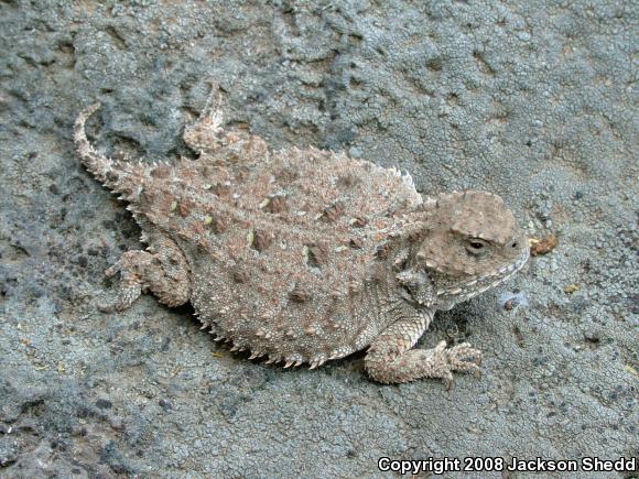 Pygmy Short-horned Lizard (Phrynosoma douglasii)