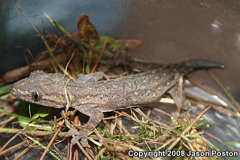 Common House Gecko (Hemidactylus frenatus)