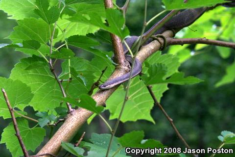 Queensnake (Regina septemvittata)