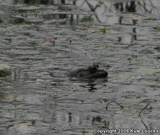 American Bullfrog (Lithobates catesbeianus)