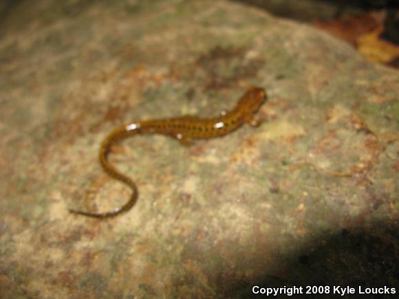 Long-tailed Salamander (Eurycea longicauda longicauda)