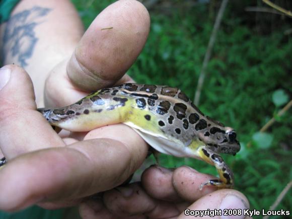 Pickerel Frog (Lithobates palustris)