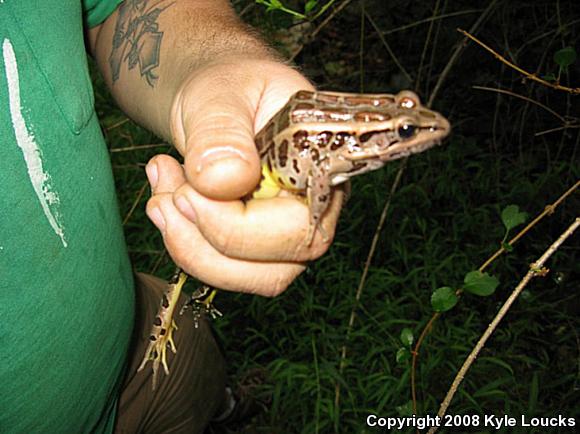 Pickerel Frog (Lithobates palustris)