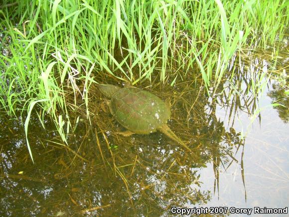 Eastern Snapping Turtle (Chelydra serpentina serpentina)