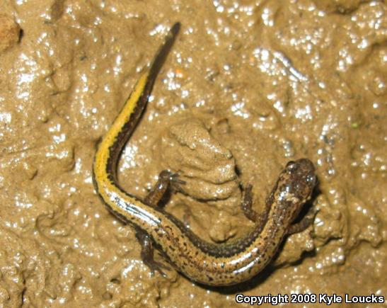 Northern Two-lined Salamander (Eurycea bislineata)