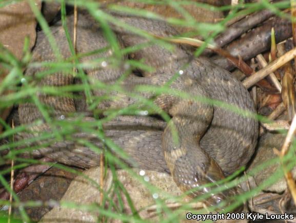 Northern Watersnake (Nerodia sipedon sipedon)