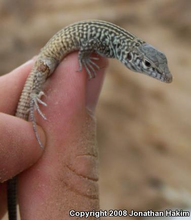 Great Basin Whiptail (Aspidoscelis tigris tigris)