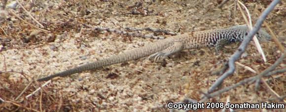 Great Basin Whiptail (Aspidoscelis tigris tigris)