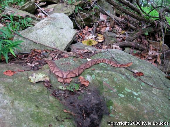 Northern  Copperhead (Agkistrodon contortrix mokasen)