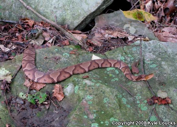 Northern  Copperhead (Agkistrodon contortrix mokasen)