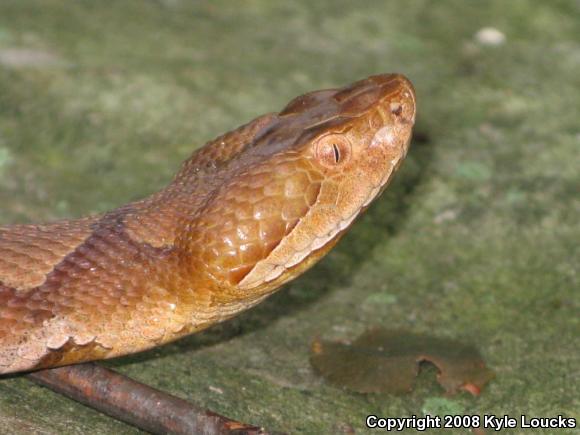 Northern  Copperhead (Agkistrodon contortrix mokasen)