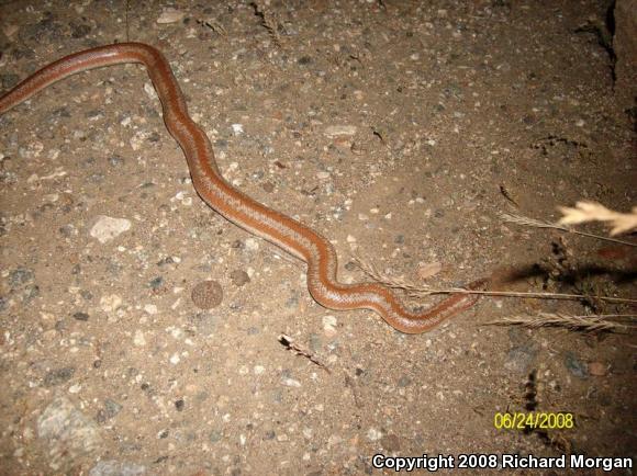 Coastal Rosy Boa (Lichanura trivirgata roseofusca)