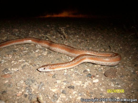 Coastal Rosy Boa (Lichanura trivirgata roseofusca)