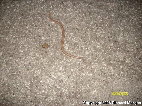 Coastal Rosy Boa (Lichanura trivirgata roseofusca)