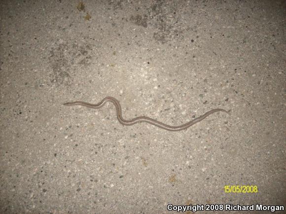 Coastal Rosy Boa (Lichanura trivirgata roseofusca)