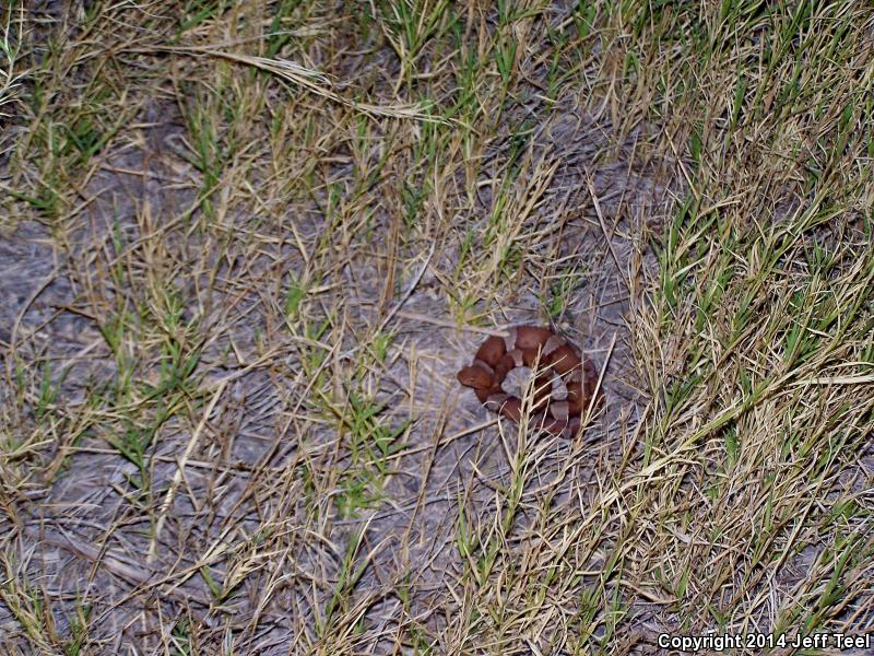 Trans-Pecos Copperhead (Agkistrodon contortrix pictigaster)