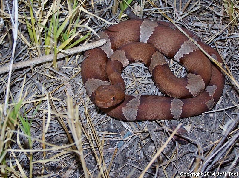 Trans-Pecos Copperhead (Agkistrodon contortrix pictigaster)