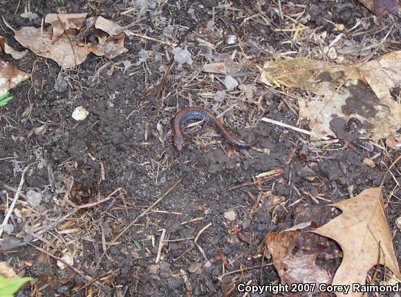 Eastern Red-backed Salamander (Plethodon cinereus)